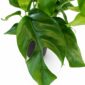 monstera minima