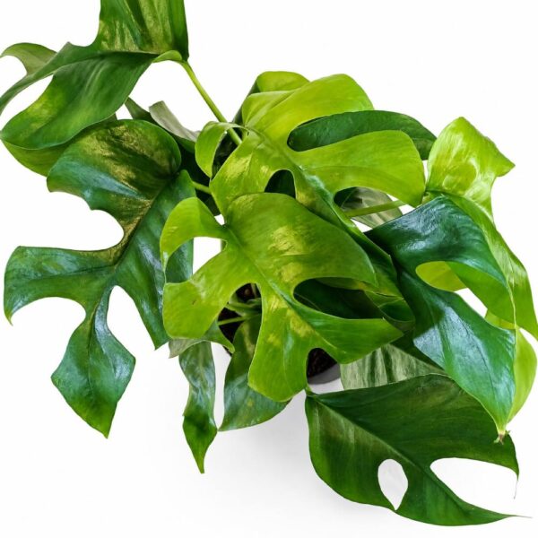 monstera minima