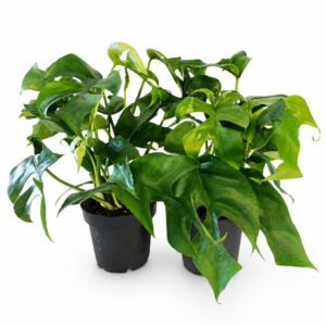 monstera minima
