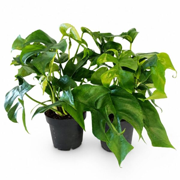 monstera minima