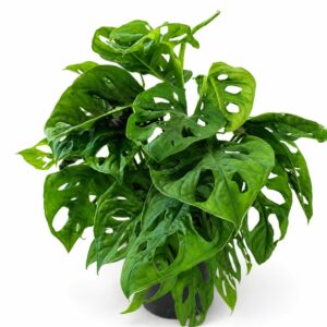 monstera monkey mask