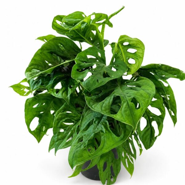 monstera monkey mask