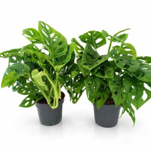 monstera monkey mask