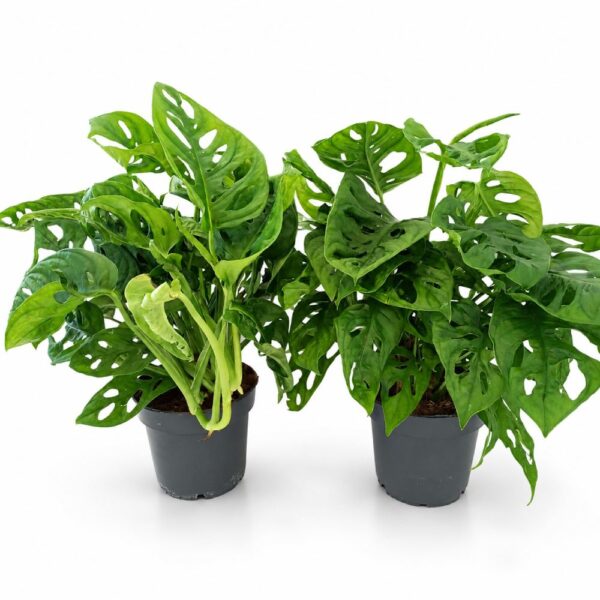 monstera monkey mask