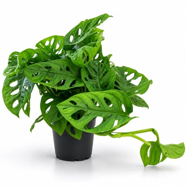monstera monkey mask monstera monkey mask