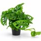 monstera monkey mask
