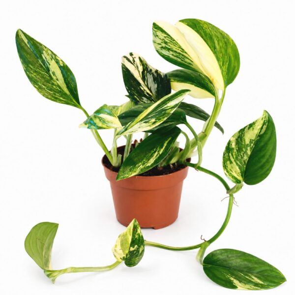 monstera standleyana yellow variegata