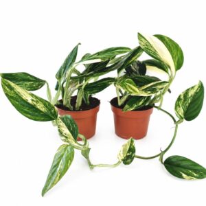 monstera standleyana yellow variegata