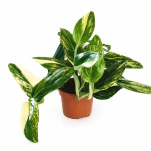 monstera standleyana yellow variegata