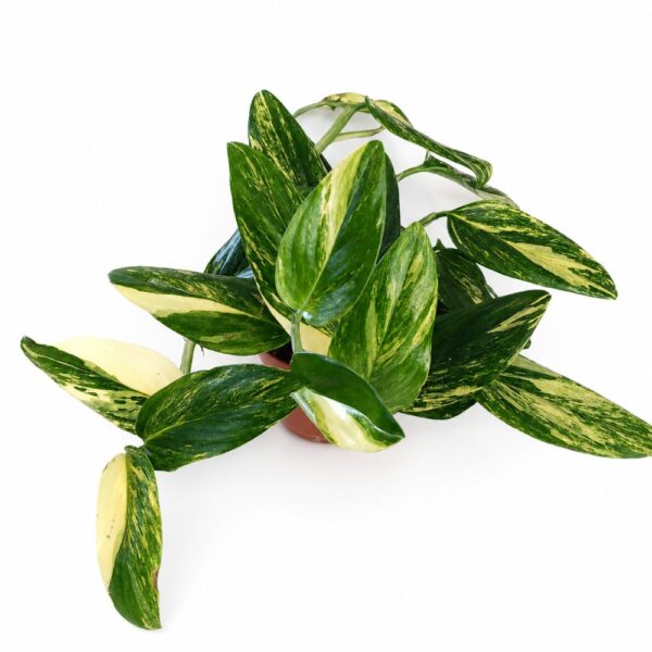 monstera standleyana yellow variegata