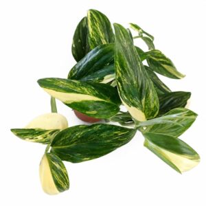 monstera standleyana yellow variegata