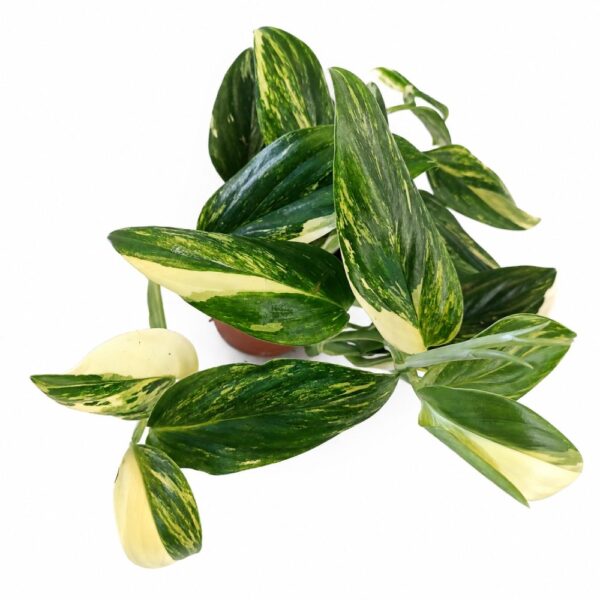 monstera standleyana yellow variegata