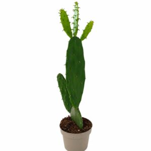 opuntia cochenillifera