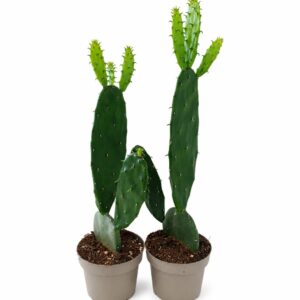 opuntia cochenillifera