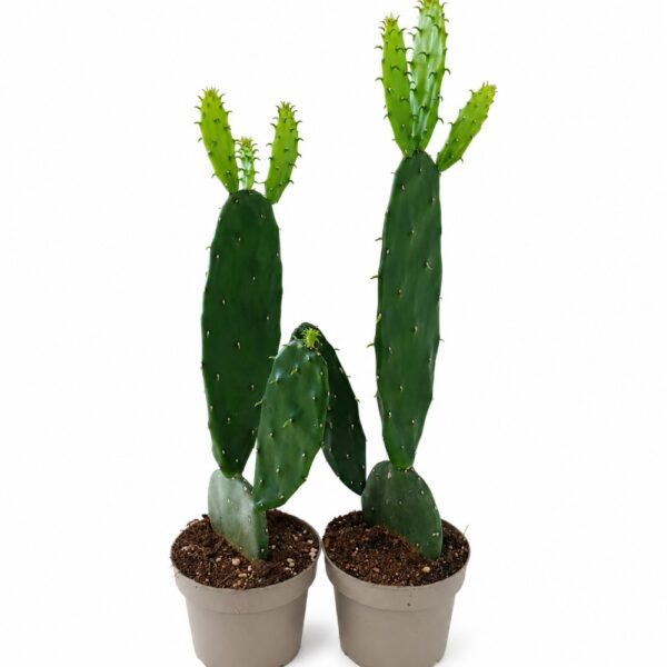 opuntia cochenillifera