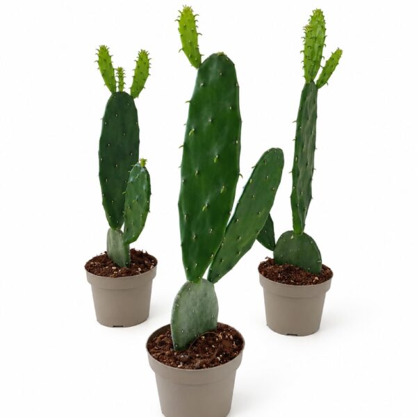 opuntia cochenillifera opuntia cochenillifera