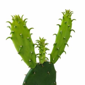 opuntia cochenillifera