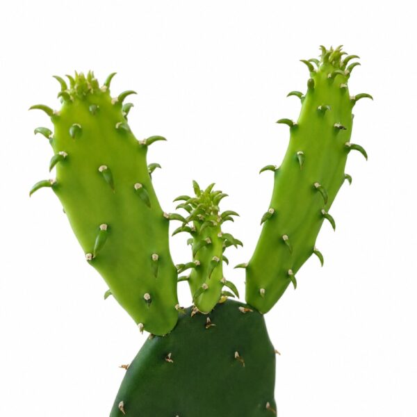 opuntia cochenillifera