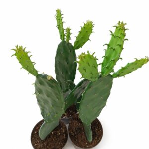 opuntia cochenillifera