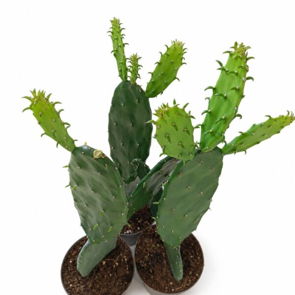 opuntia cochenillifera
