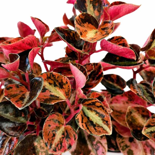 peperomia creme brulee peperomia creme brulee
