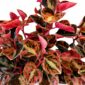 peperomia creme brulee