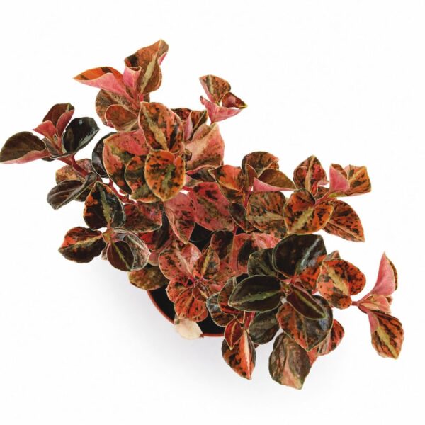 peperomia creme brulee