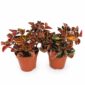 peperomia creme brulee