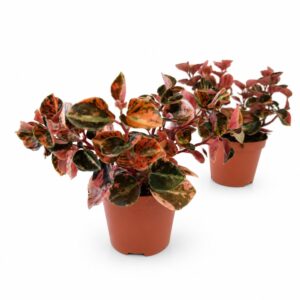 peperomia creme brulee