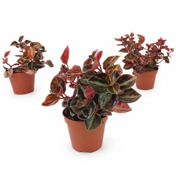 peperomia creme brulee