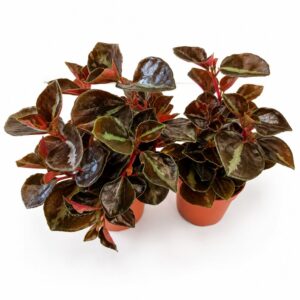 peperomia matallica colombiana