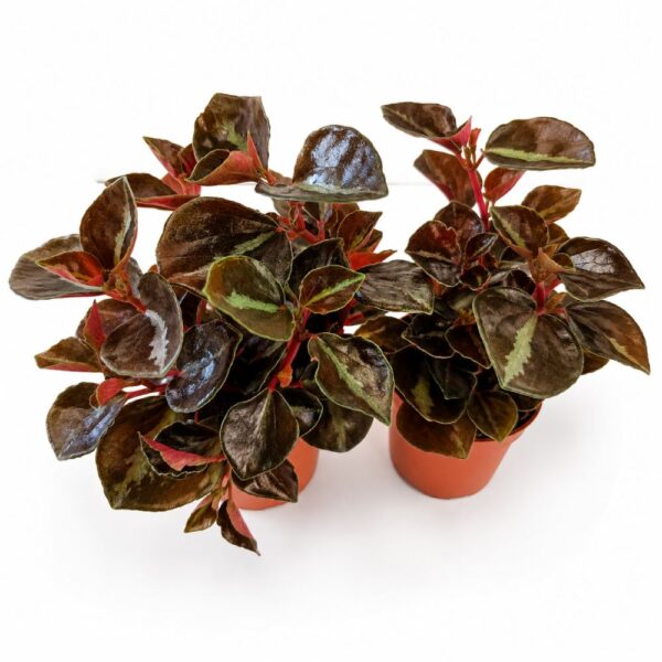 peperomia matallica colombiana