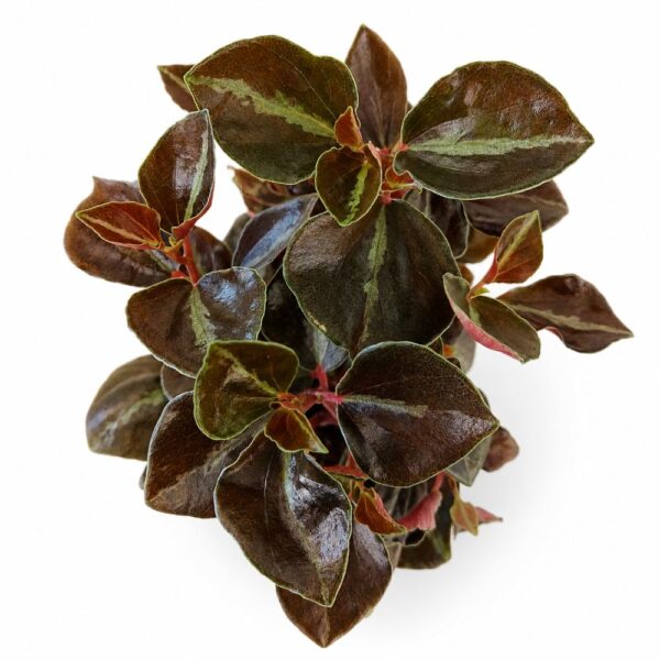 peperomia matallica colombiana