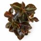peperomia matallica colombiana