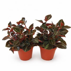 peperomia matallica colombiana
