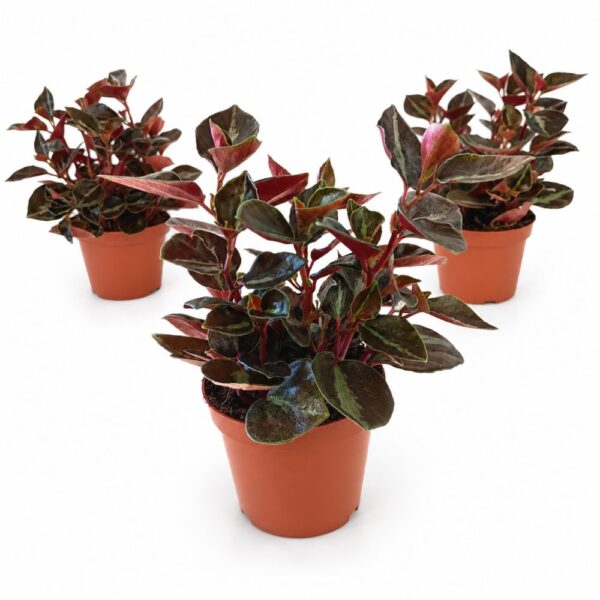 peperomia matallica colombiana