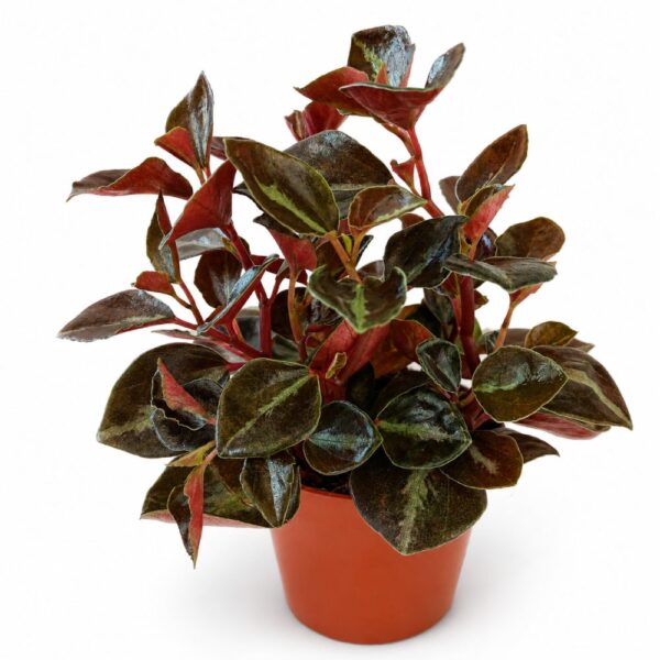 peperomia matallica colombiana peperomia matallica colombiana