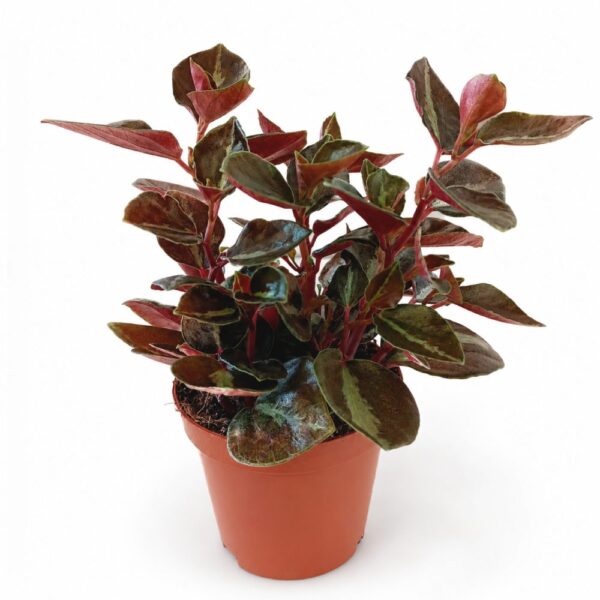 peperomia matallica colombiana