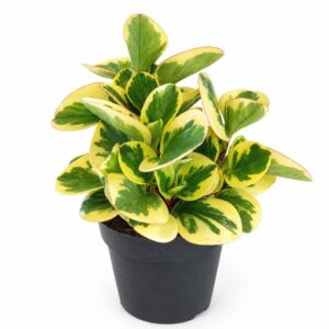 peperomia obtipan bicolor