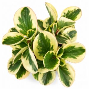 peperomia obtipan bicolor