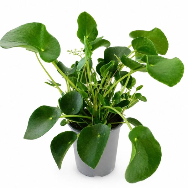 pilea peperomioides