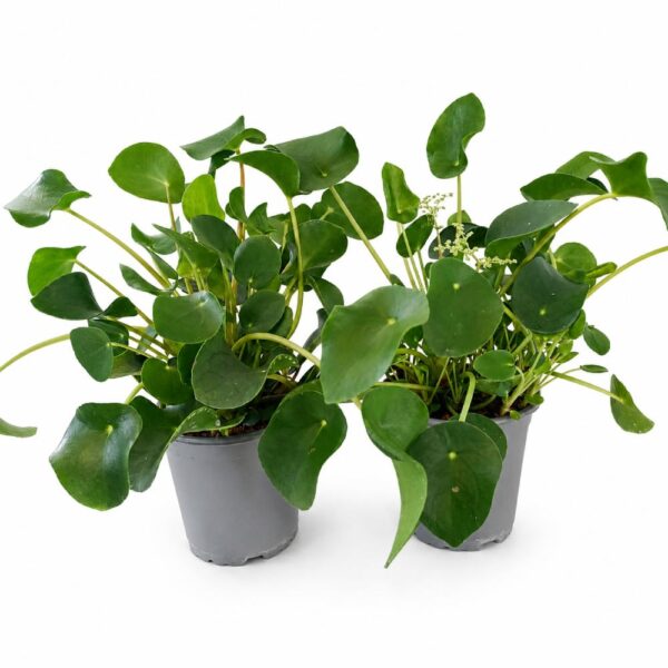 pilea peperomioides