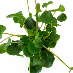 pilea peperomioides