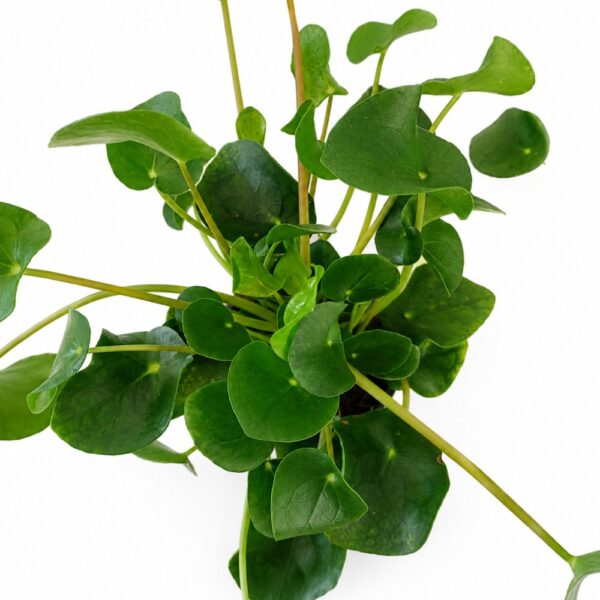 pilea peperomioides