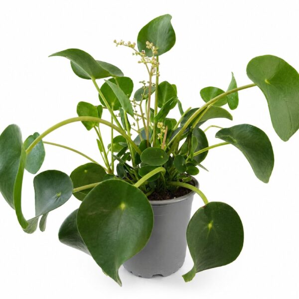 pilea peperomioides pilea peperomioides