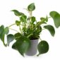 pilea peperomioides