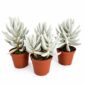 senecio mont blanc