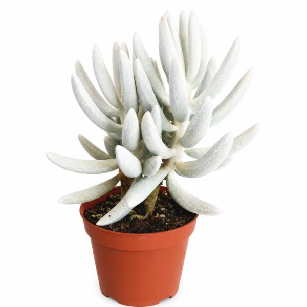 senecio mont blanc