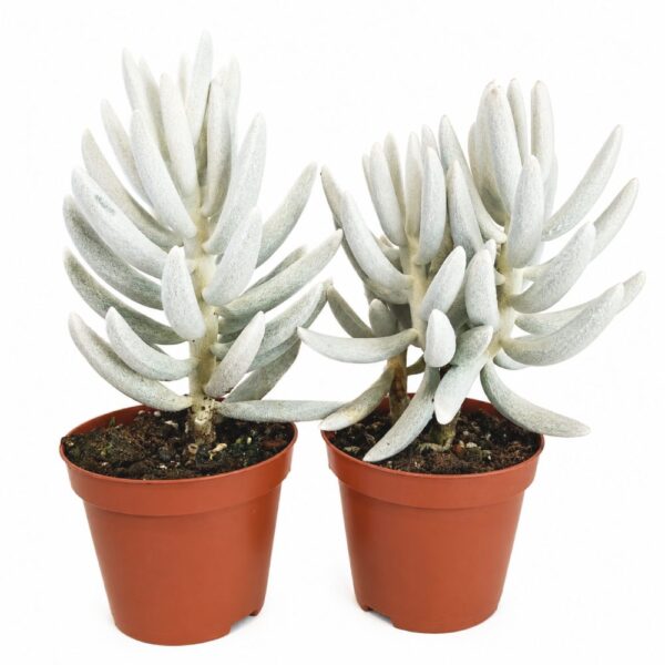 senecio mont blanc