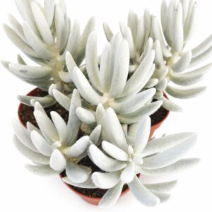 senecio mont blanc
